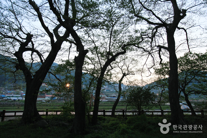 Mulgeon Windbreak Forest (남해 물건리 방조어부림)