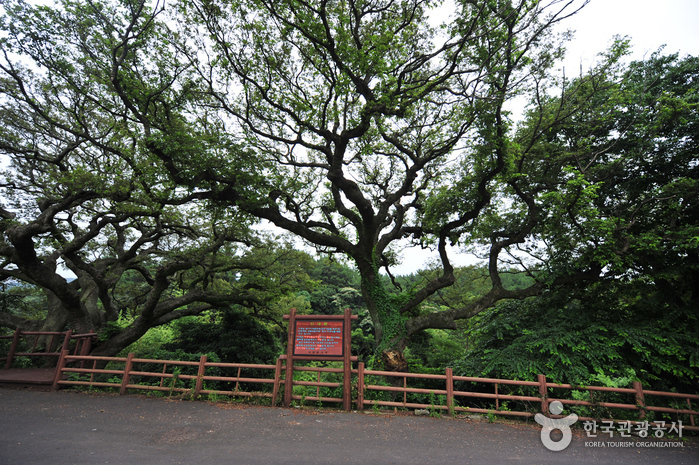 Andeokgyegok Valley (안덕계곡)