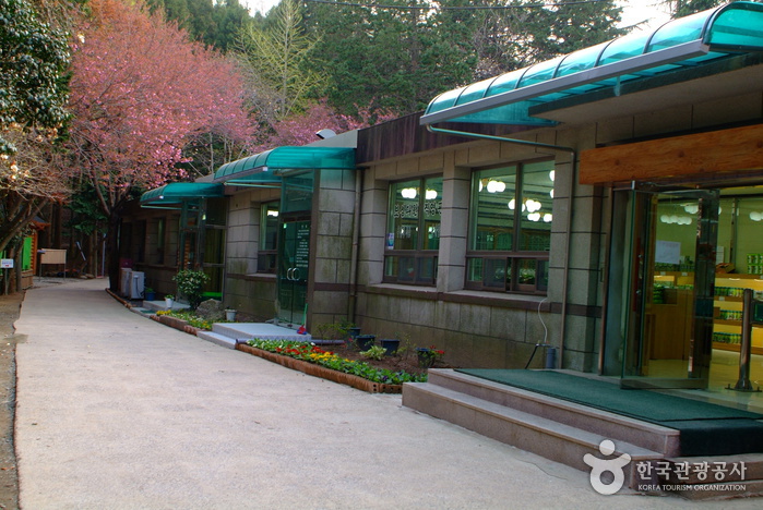 보성녹차밭 대한다원 사진20