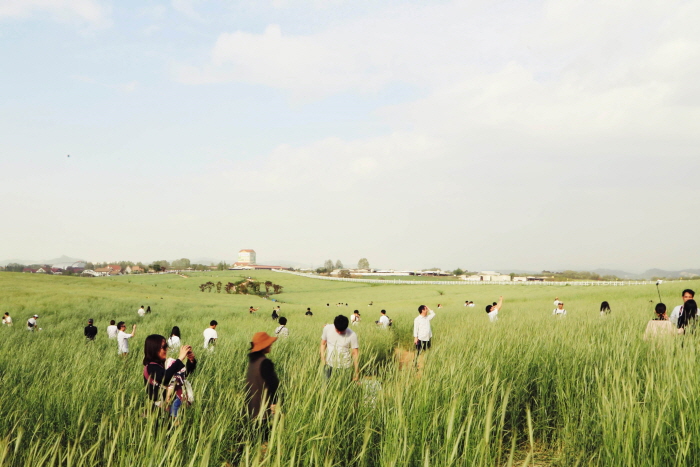 안성 호밀밭축제 20193