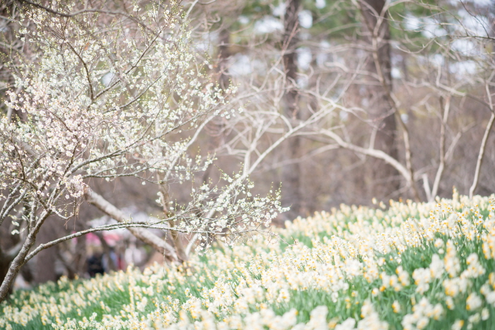 제주 한림공원 수선화 축제1
