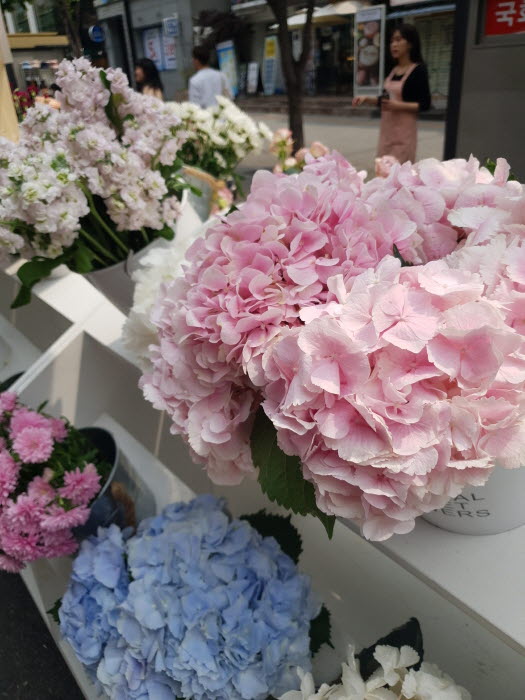 신촌국제꽃시장 20193