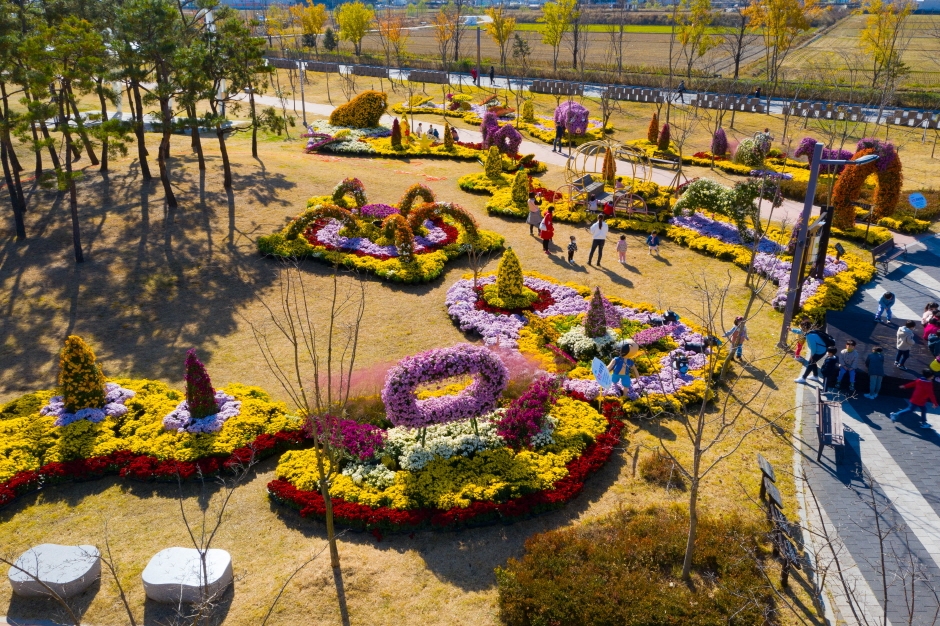 Festival de los Diez Millones de Crisantemos de Iksan (익산천만송이국화축제)
