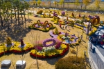 익산 국화축제 국화작품 연장전시