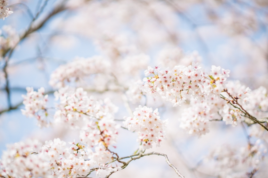 제주 한림공원 왕벚꽃축제 (6)