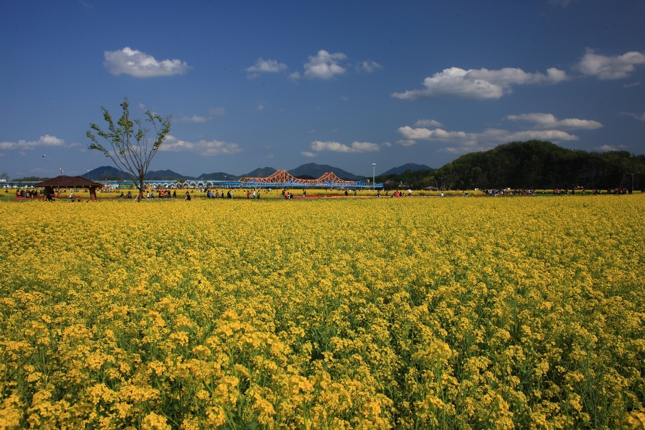 Festival de las Flores de Colza del Río Nakdonggang en Changnyeong (창녕낙동강유채축제)
