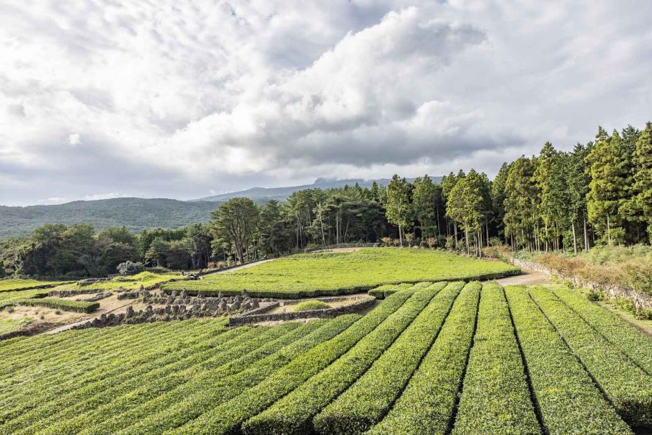 西帰茶園（서귀다원）