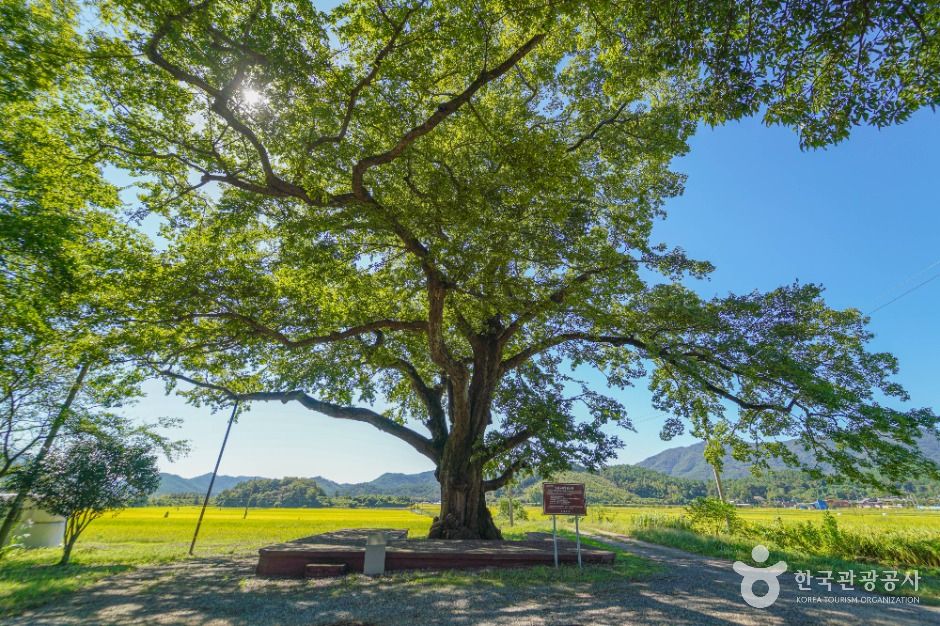 장흥 어산리 푸조나무