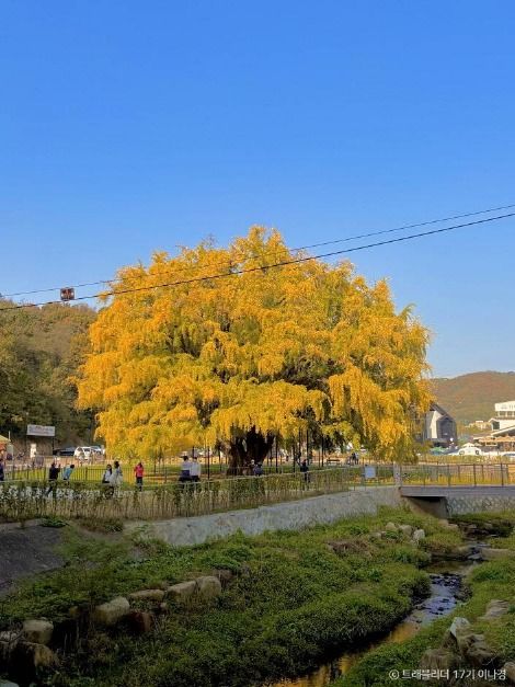 장수동은행나무