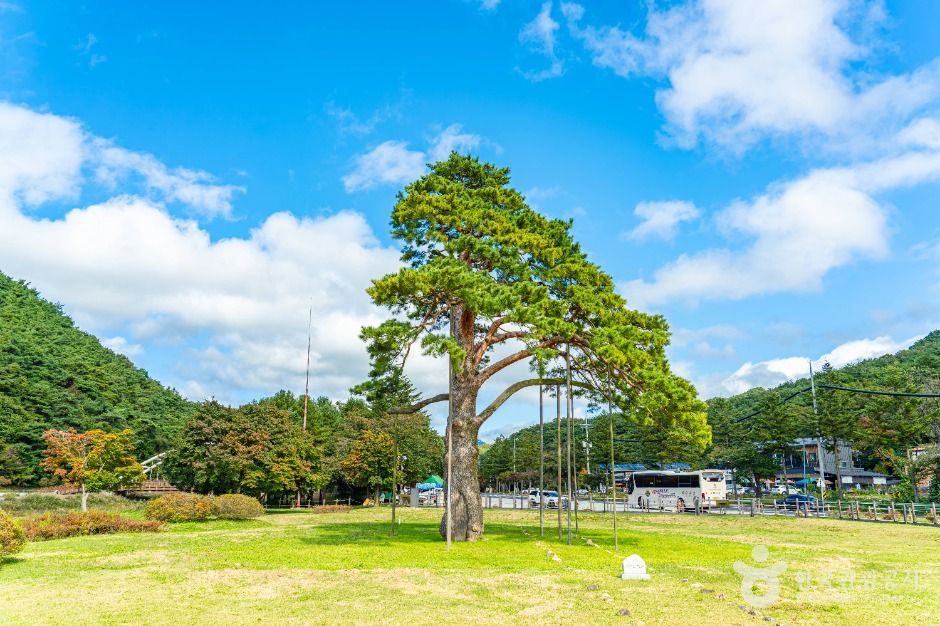 보은 속리 정이품송