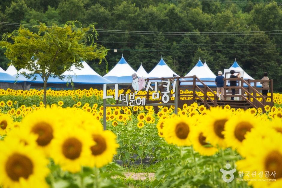 난정리 해바라기마을 정원