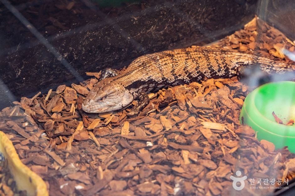 서울_한생연 생명과학박물관 (7)