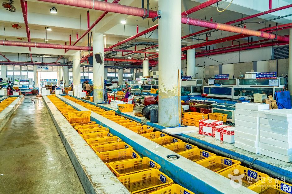 완도_완도 금일 수협활·선어위판장 (5)