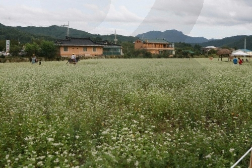 Hyoseok Cultural Festival (평창 효석문화제)