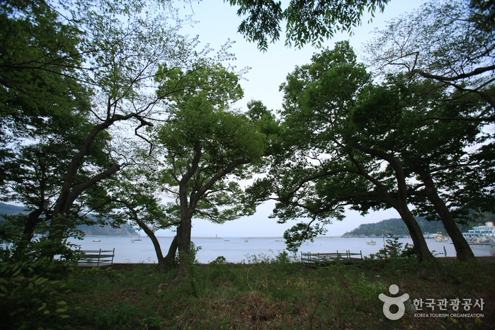 Mulgeon Windbreak Forest (남해 물건리 방조어부림)