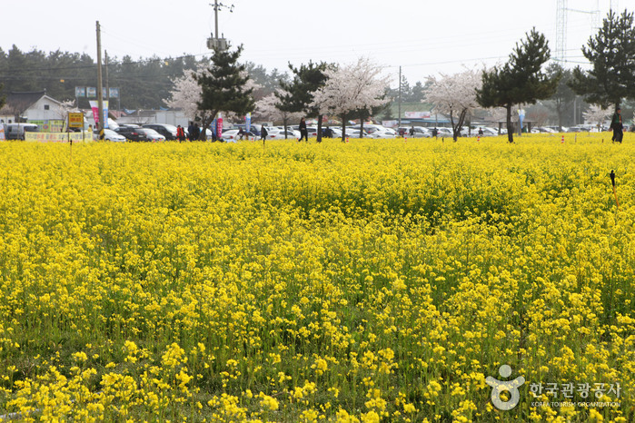 Samcheok Maengbang Canola Flower Festival (삼척 맹방유채꽃축제)