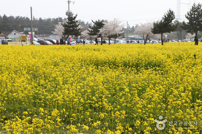 三陟孟芳油菜花節(삼척 맹방유채꽃축제)