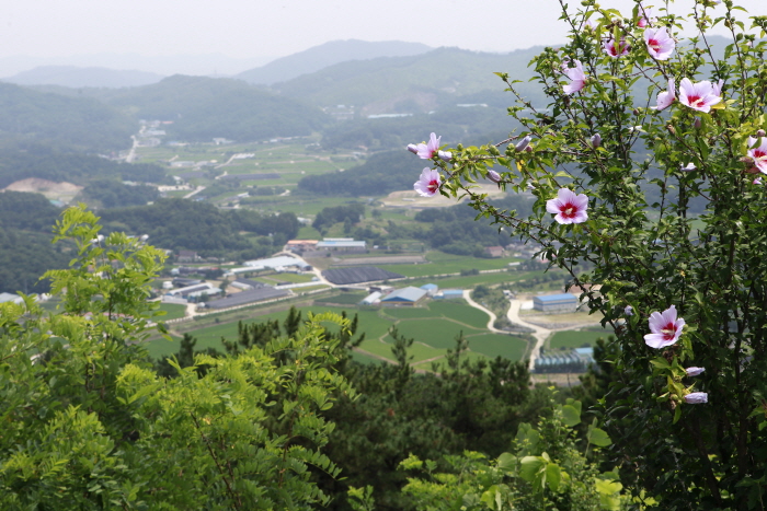 청원연꽃마을의 은적산 정상 전망