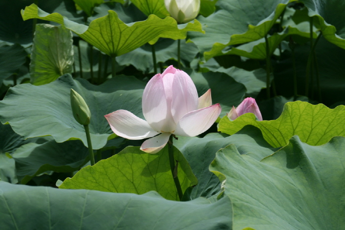 행복바라미 봉선사 연꽃축제 20180