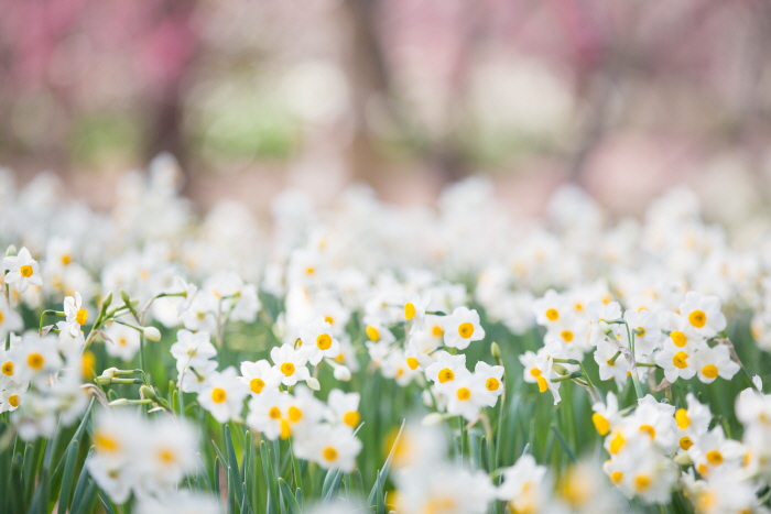 제주 한림공원 수선화 축제2