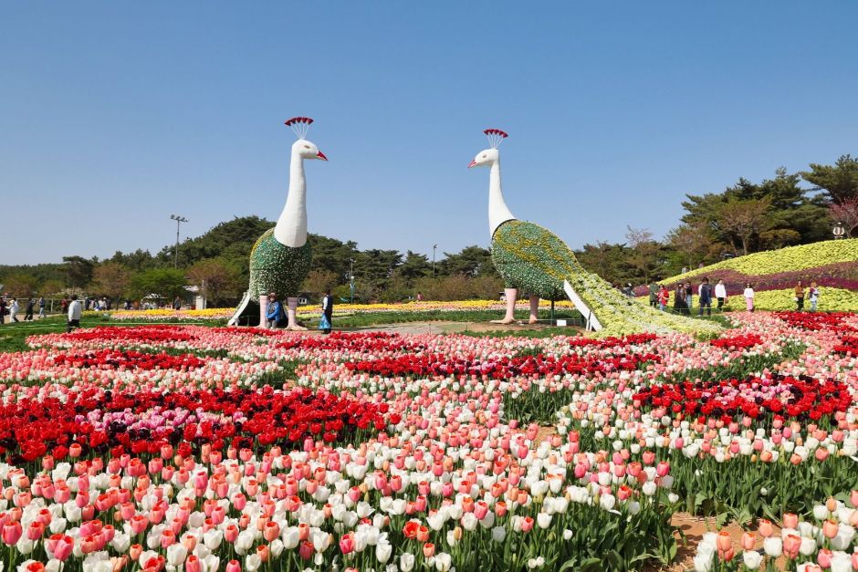 Korea Flower Park (코리아플라워파크)