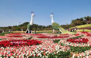 코리아플라워파크 튤립 (7)