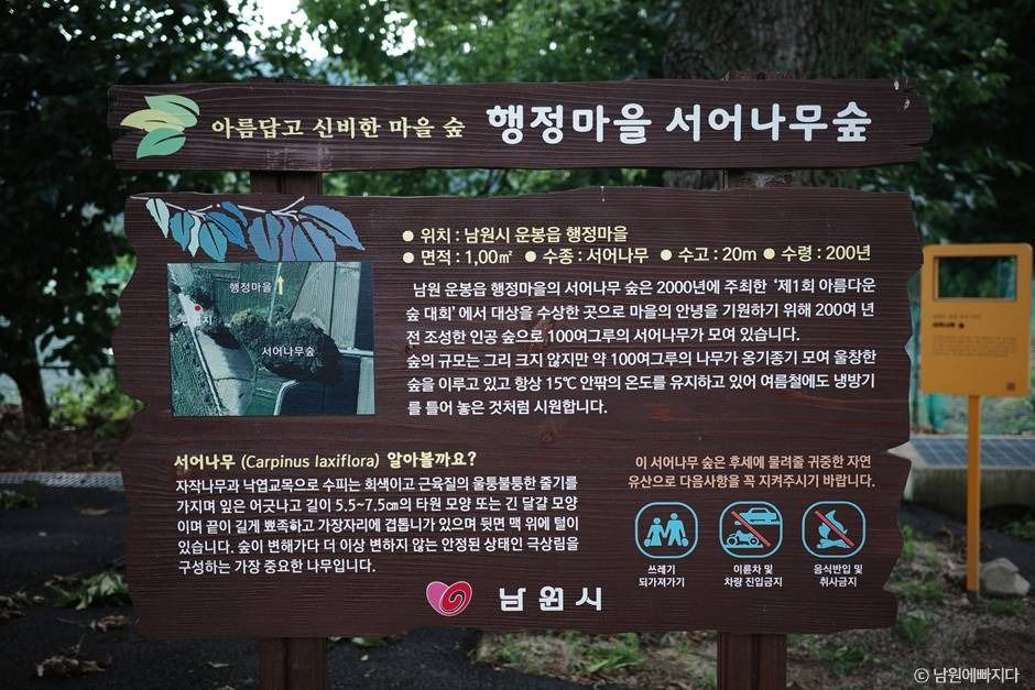 서어나무 숲