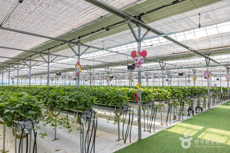 thumbnail-또로롱딸기-6