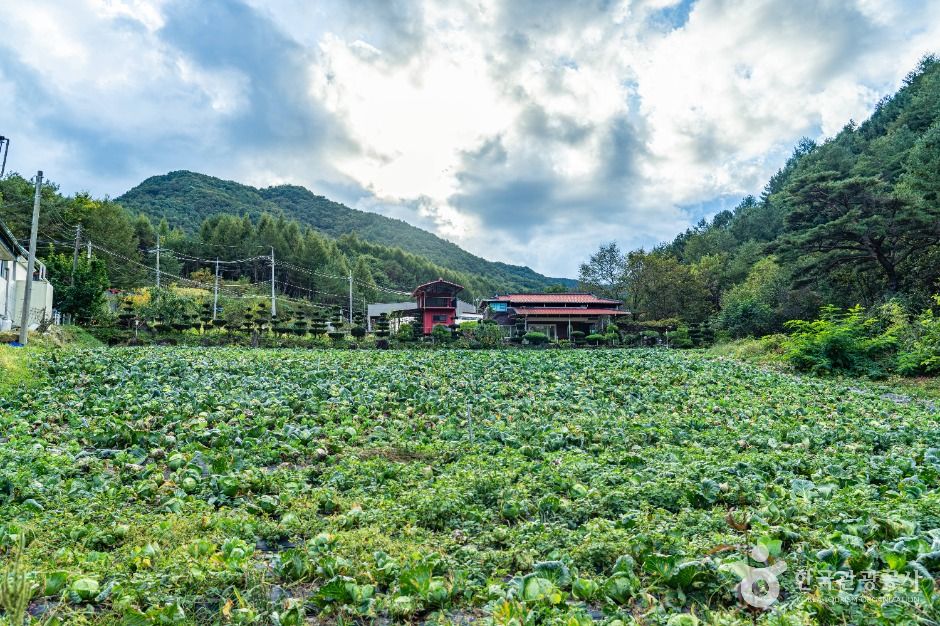 평창_봉황둘레길 (8)