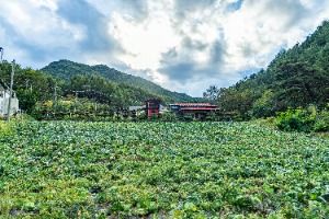 평창_봉황둘레길 (8)