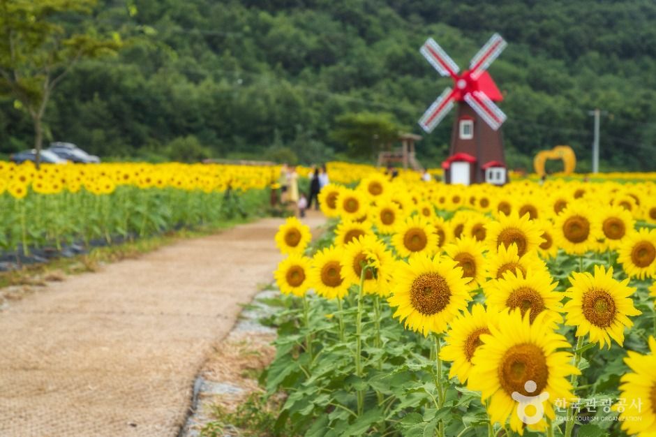 난정리 해바라기마을 정원