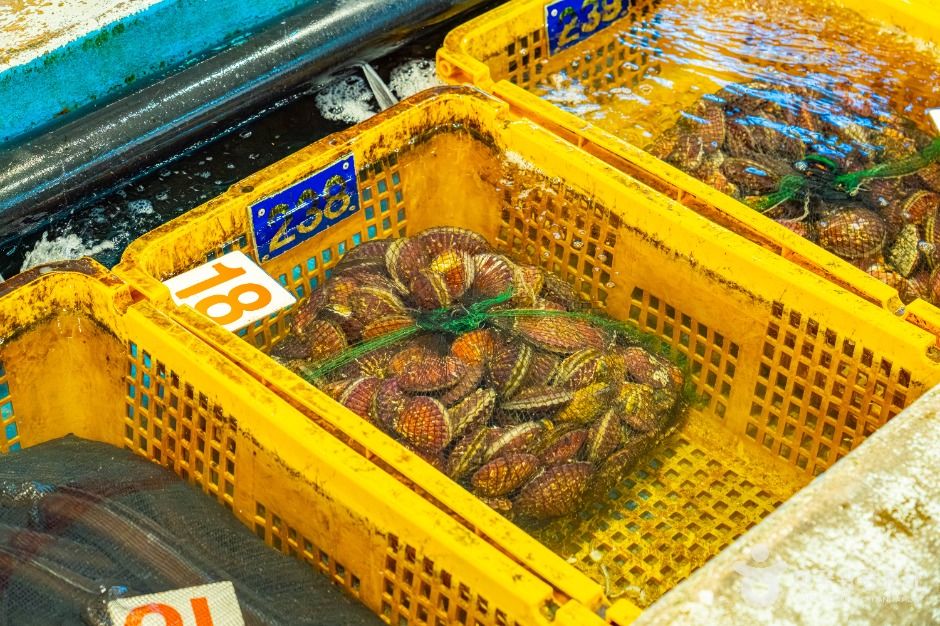 완도_완도 금일 수협활·선어위판장 (6)