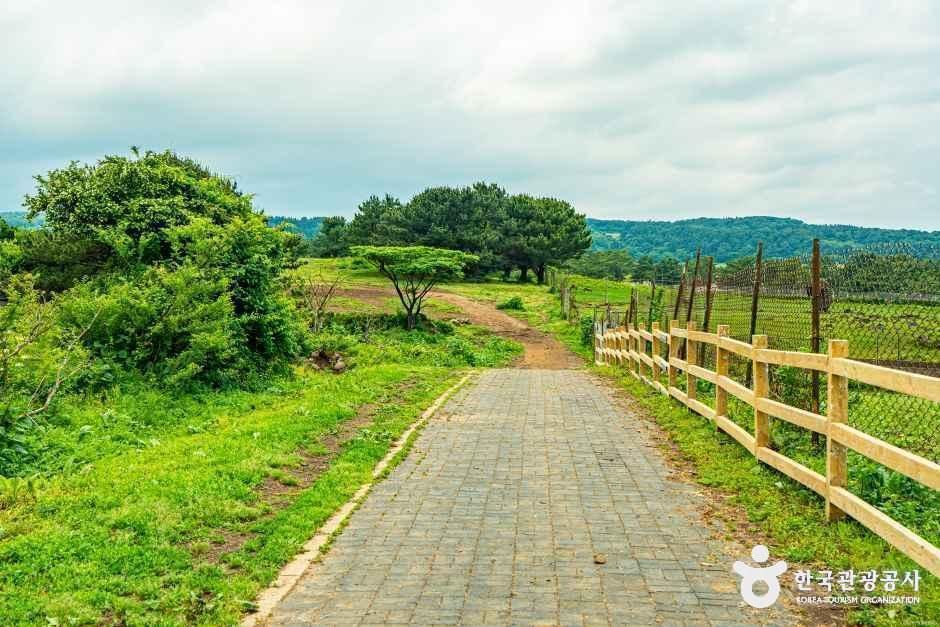 thumbnail-어승생승마장-6