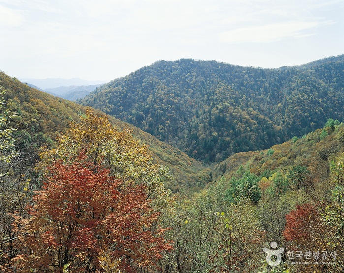 Odaesan National Park (오대산국립공원)