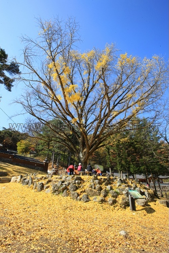 Guryongsa Temple (구룡사)