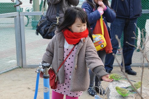 Gunsan International Migratory Bird Festival (군산세계철새축제)
