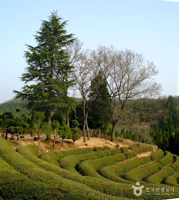 Daehan Dawon Tourist Tea Plantation (Boseong Green Tea Plantation) (보성녹차밭 대한다원)