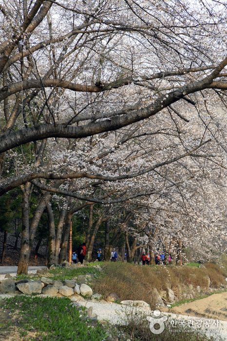 초록과 연분홍 벚꽃이 조화를 이뤄 봄을 장식한다.