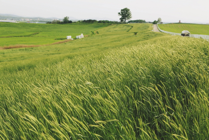 안성 호밀밭축제 20194