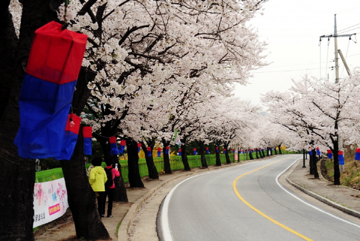 Фестиваль цветения вишни на озере Чхонпхунхо (청풍호벚꽃축제)