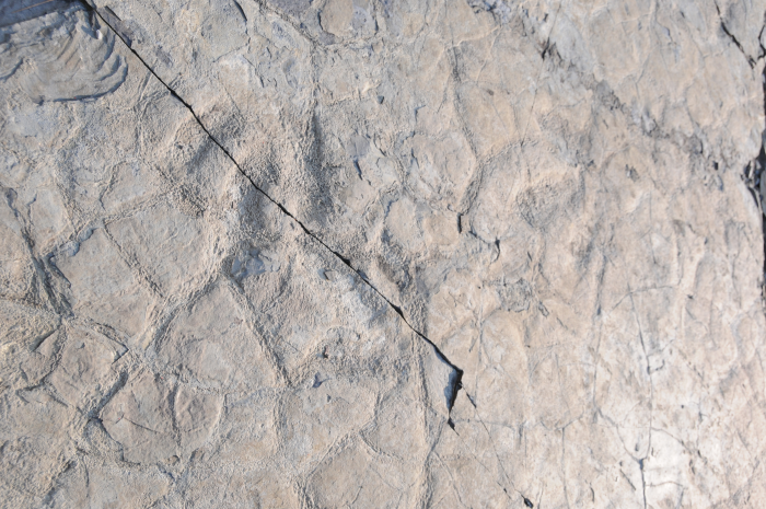 서유리 공룡화석지 (무등산권 국가지질공원)