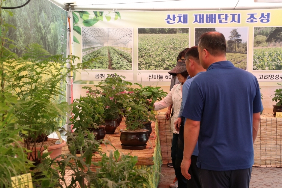 제4회 홍천산나물축제 판매장터_3