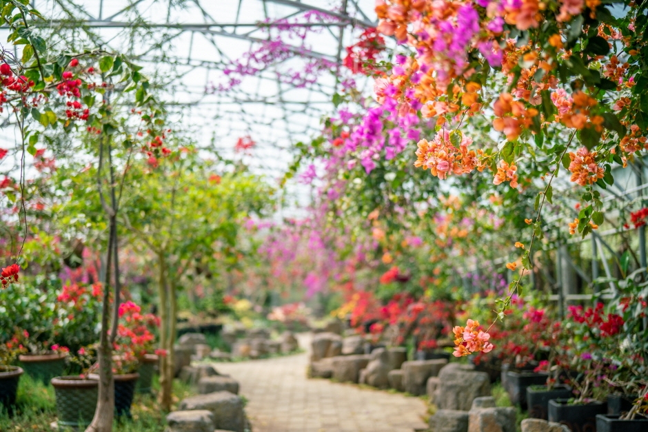 제주 한림공원 2022 부겐빌레아 꽃축제
