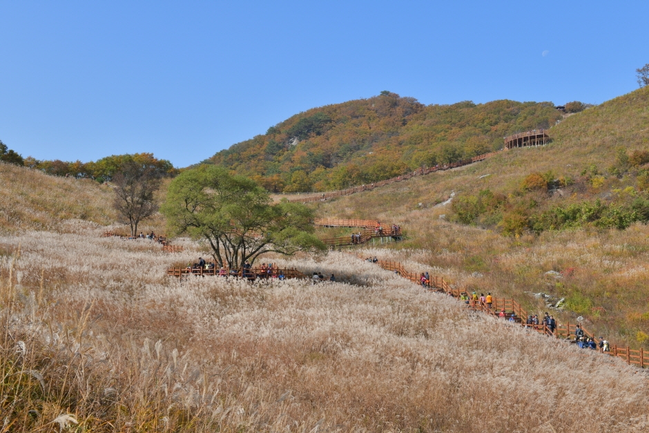 포천산정호수명성산 억새꽃축제 (7)