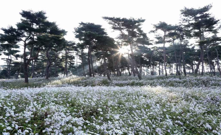 정읍 구절초 꽃축제