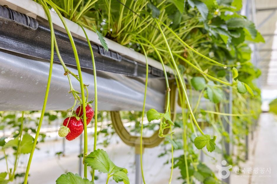 thumbnail-또로롱딸기-7