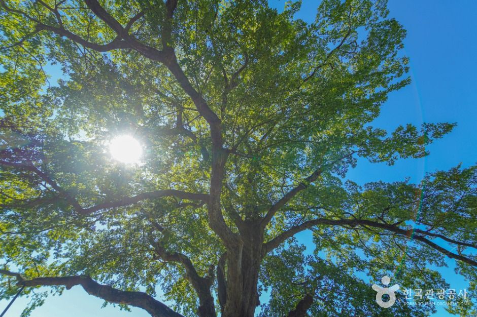 장흥 어산리 푸조나무