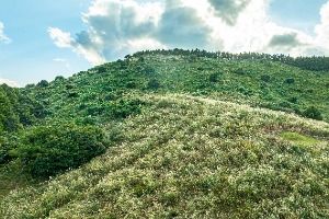 제주_손지오름 (1)