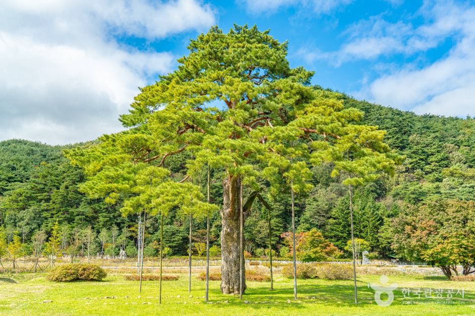보은 속리 정이품송
