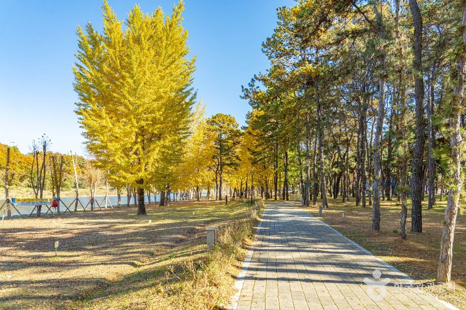 thumbnail-송호리송림-1